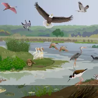 Wetland illustration