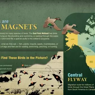 Migratory Bird Routes